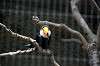 ueno_zoo_4969_mini.jpg