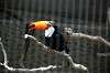 ueno_zoo_4971_mini.jpg
