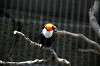 ueno_zoo_4975_mini.jpg