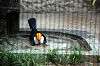 ueno_zoo_4978_mini.jpg