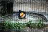 ueno_zoo_4979_mini.jpg
