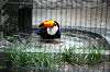ueno_zoo_4980_mini.jpg