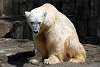 ueno_zoo_4984_mini.jpg