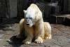 ueno_zoo_4985_mini.jpg