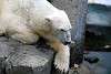 ueno_zoo_4986_mini.jpg