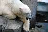 ueno_zoo_4988_mini.jpg