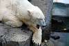 ueno_zoo_4989_mini.jpg
