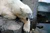 ueno_zoo_4990_mini.jpg