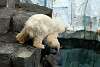 ueno_zoo_4993_mini.jpg