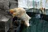 ueno_zoo_4994_mini.jpg
