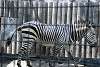 ueno_zoo_4999_mini.jpg