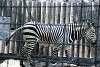 ueno_zoo_5000_mini.jpg