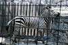 ueno_zoo_5003_mini.jpg