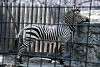 ueno_zoo_5005_mini.jpg
