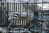 ueno_zoo_5006_mini.jpg