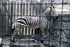ueno_zoo_5007_mini.jpg
