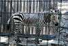 ueno_zoo_5010_mini.jpg