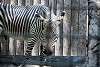 ueno_zoo_5011_mini.jpg