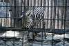 ueno_zoo_5013_mini.jpg
