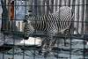 ueno_zoo_5014_mini.jpg