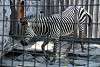 ueno_zoo_5016_mini.jpg