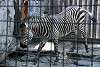 ueno_zoo_5017_mini.jpg