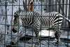 ueno_zoo_5018_mini.jpg