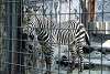 ueno_zoo_5019_mini.jpg