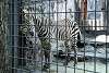 ueno_zoo_5021_mini.jpg