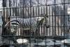 ueno_zoo_5026_mini.jpg