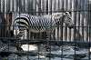 ueno_zoo_5028_mini.jpg