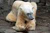 ueno_zoo_5031_mini.jpg
