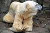 ueno_zoo_5032_mini.jpg