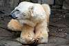 ueno_zoo_5033_mini.jpg