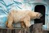 ueno_zoo_5036_mini.jpg