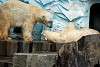 ueno_zoo_5037_mini.jpg