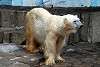ueno_zoo_5044_mini.jpg
