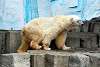 ueno_zoo_5045_mini.jpg