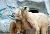 ueno_zoo_5048_mini.jpg