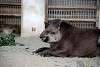 ueno_zoo_5052_mini.jpg