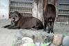 ueno_zoo_5053_mini.jpg