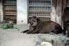 ueno_zoo_5055_mini.jpg