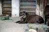 ueno_zoo_5056_mini.jpg