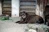 ueno_zoo_5057_mini.jpg