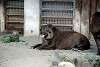 ueno_zoo_5058_mini.jpg