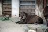 ueno_zoo_5059_mini.jpg