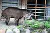ueno_zoo_5060_mini.jpg