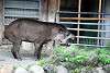 ueno_zoo_5061_mini.jpg