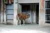 ueno_zoo_5063_mini.jpg