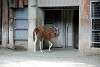 ueno_zoo_5064_mini.jpg